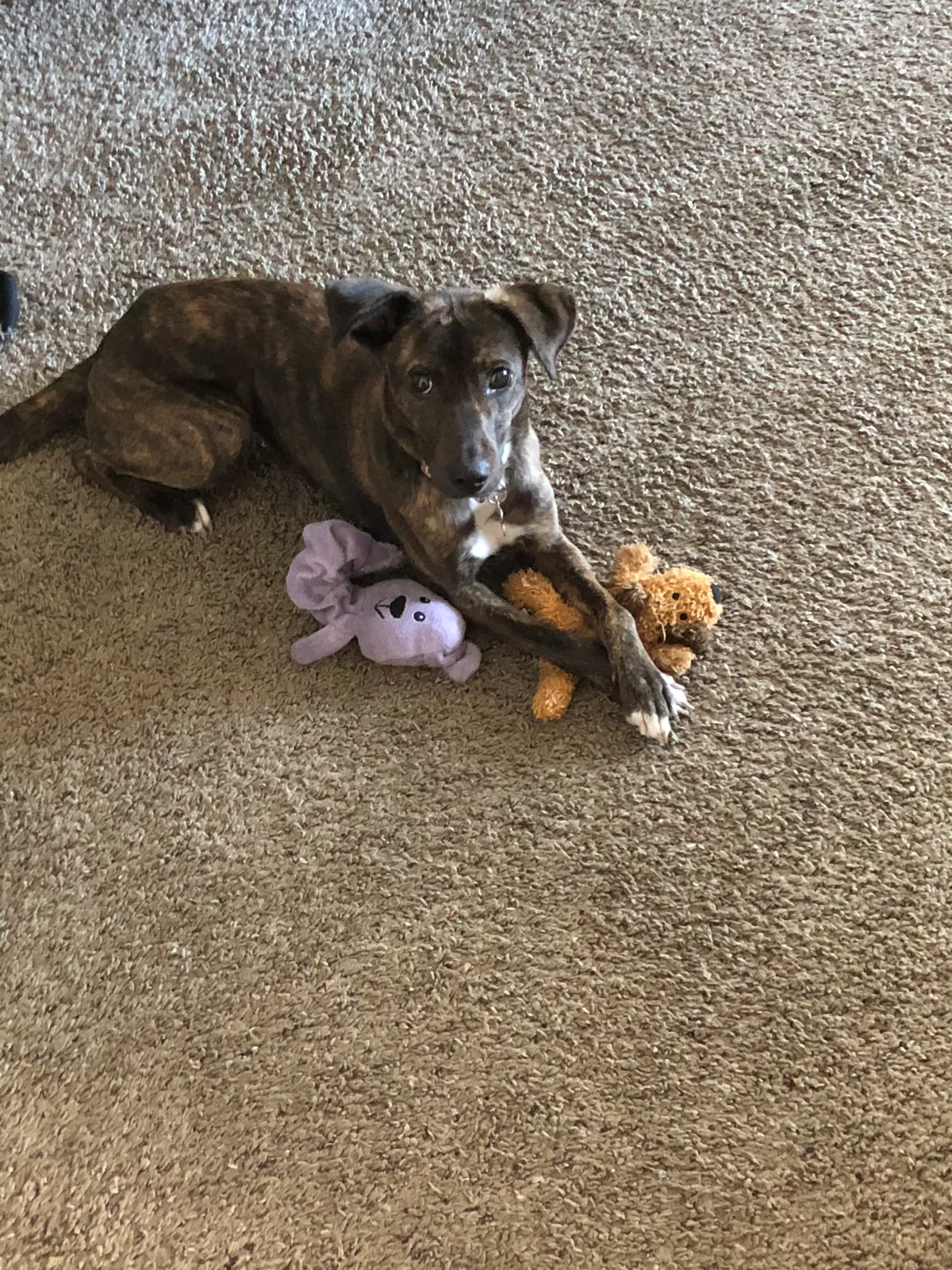 Lost dog in Randallstown, MD, 21133