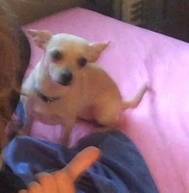 Lost dog in Moncks Corner, SC, 29461