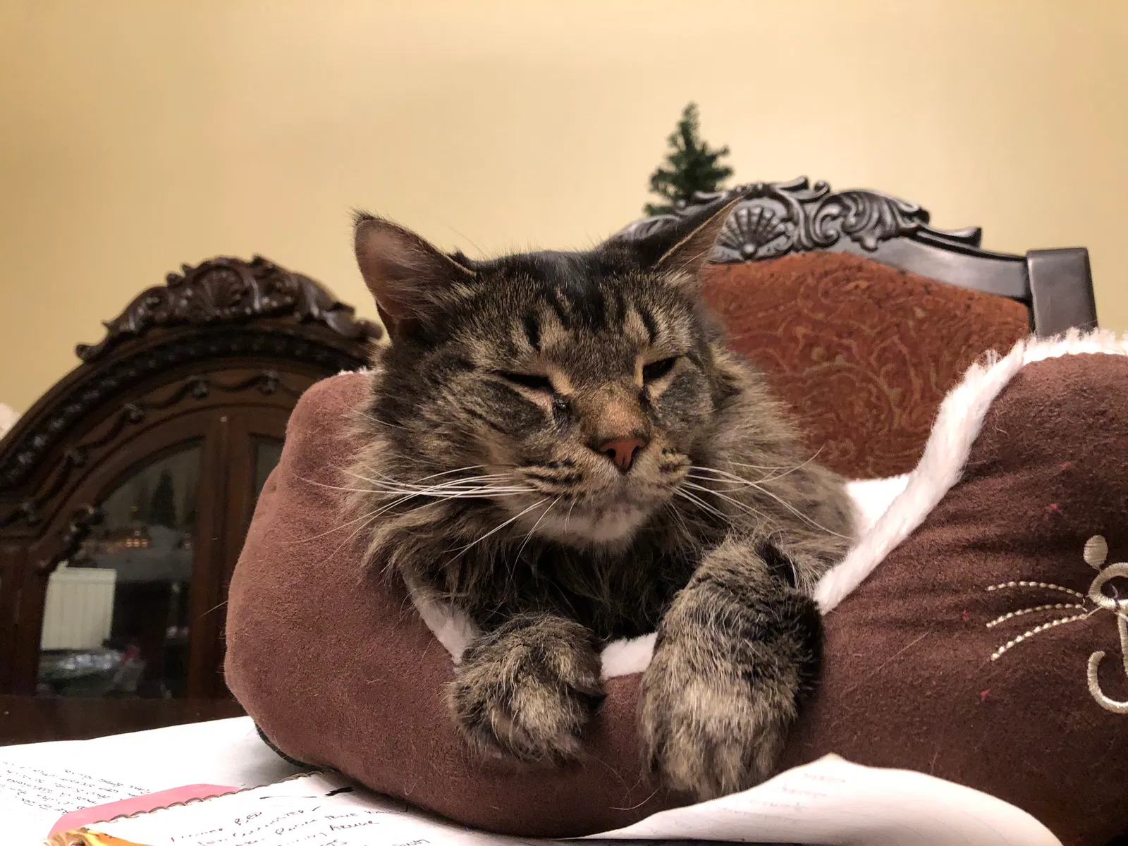 Lost cat in Oregon City, OR, 97045