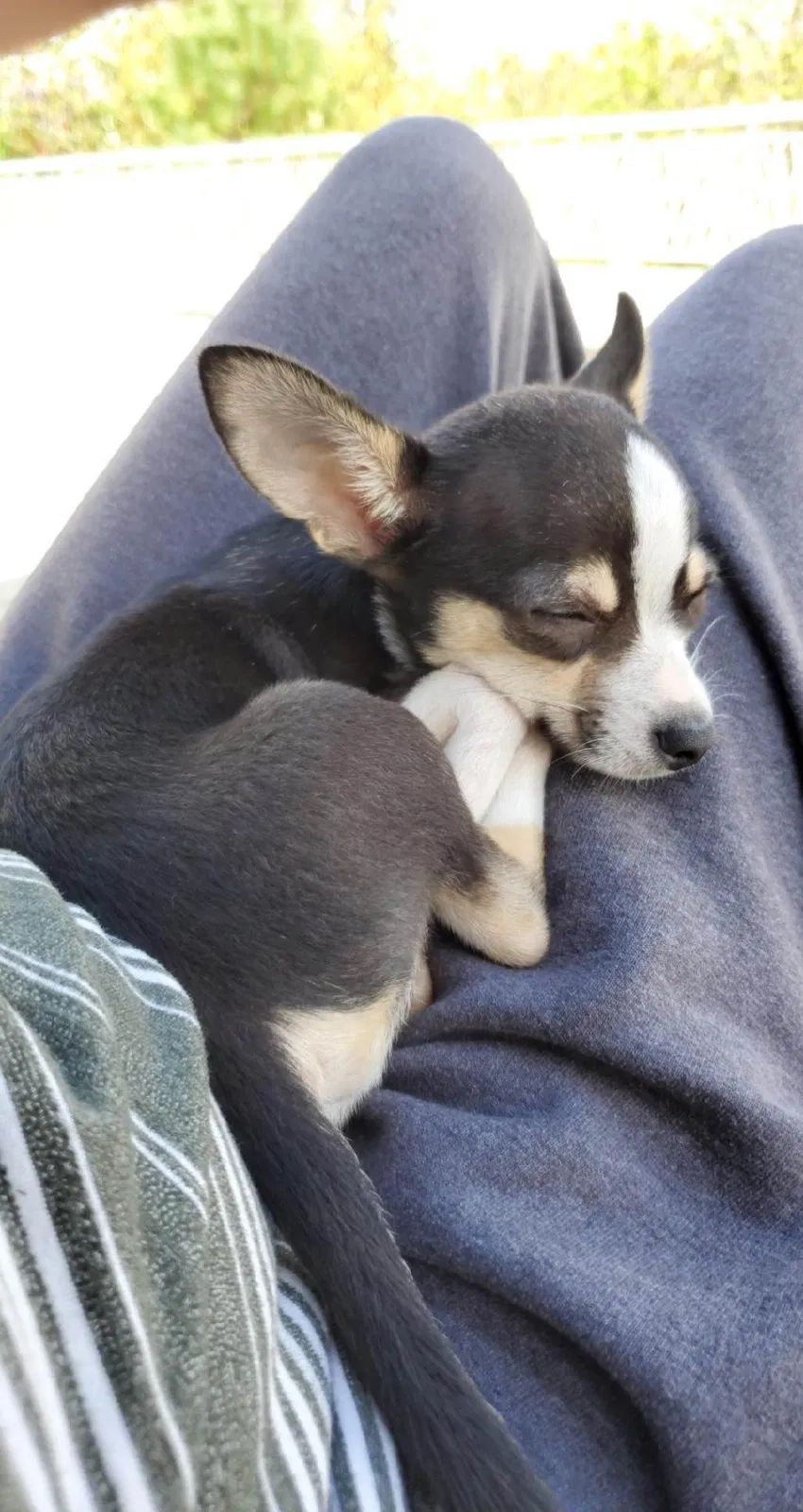 Lost dog in Portland, OR, 97227