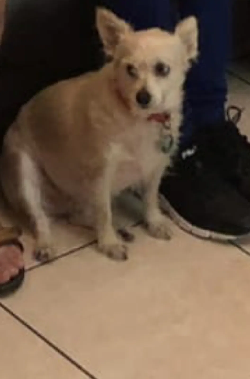 Lost dog in Glendale, AZ, 85301