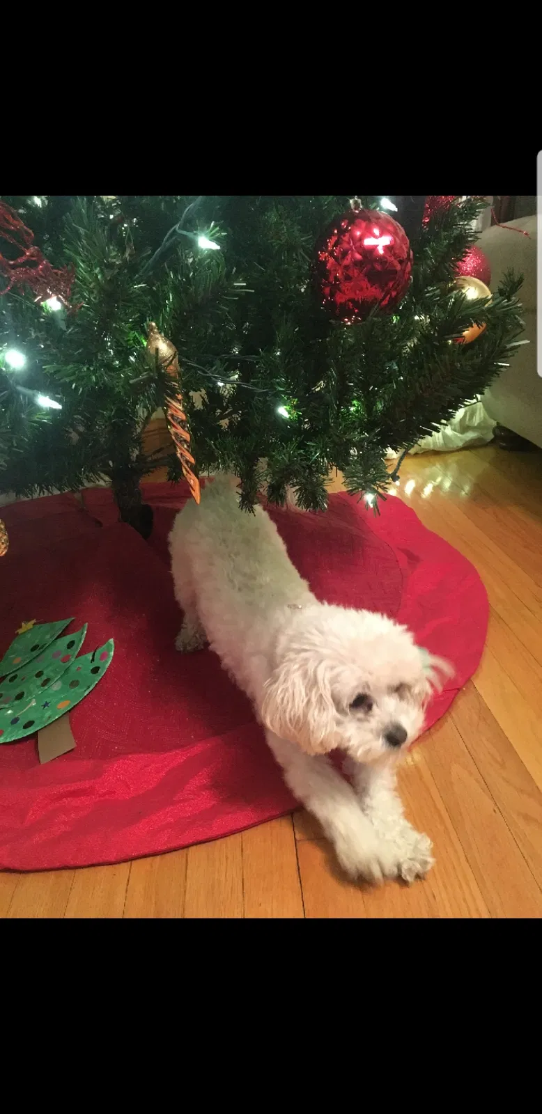 Lost dog in Chicago, IL, 60639