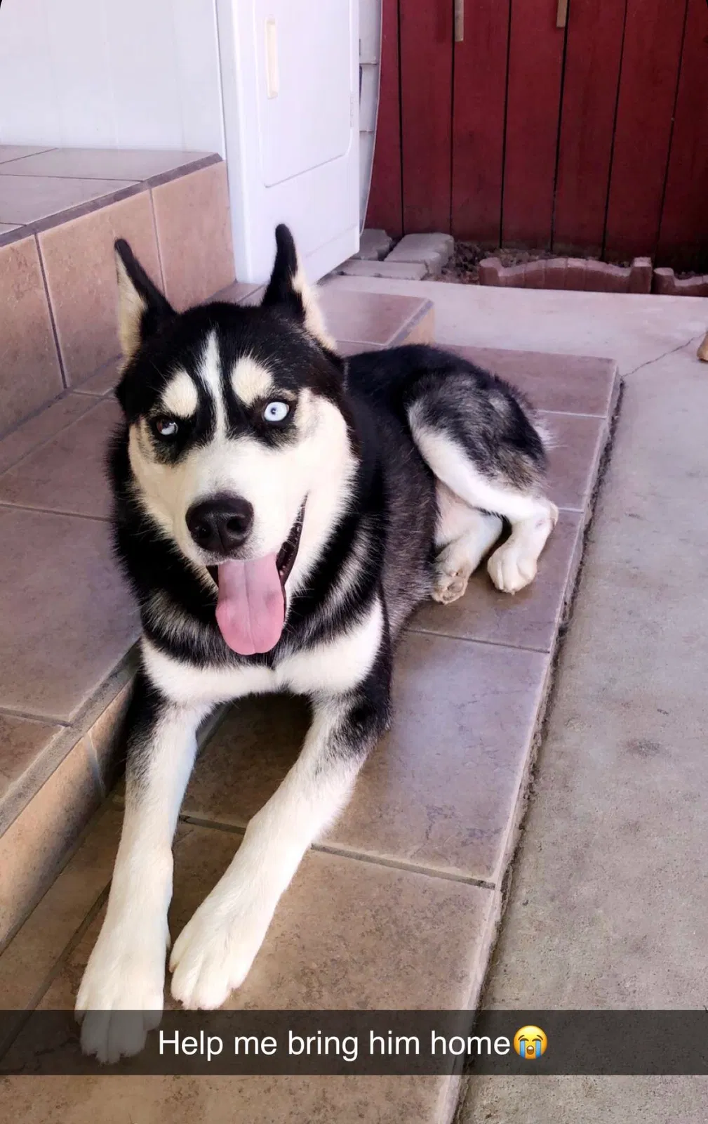 Lost dog in Sacramento, CA, 95838