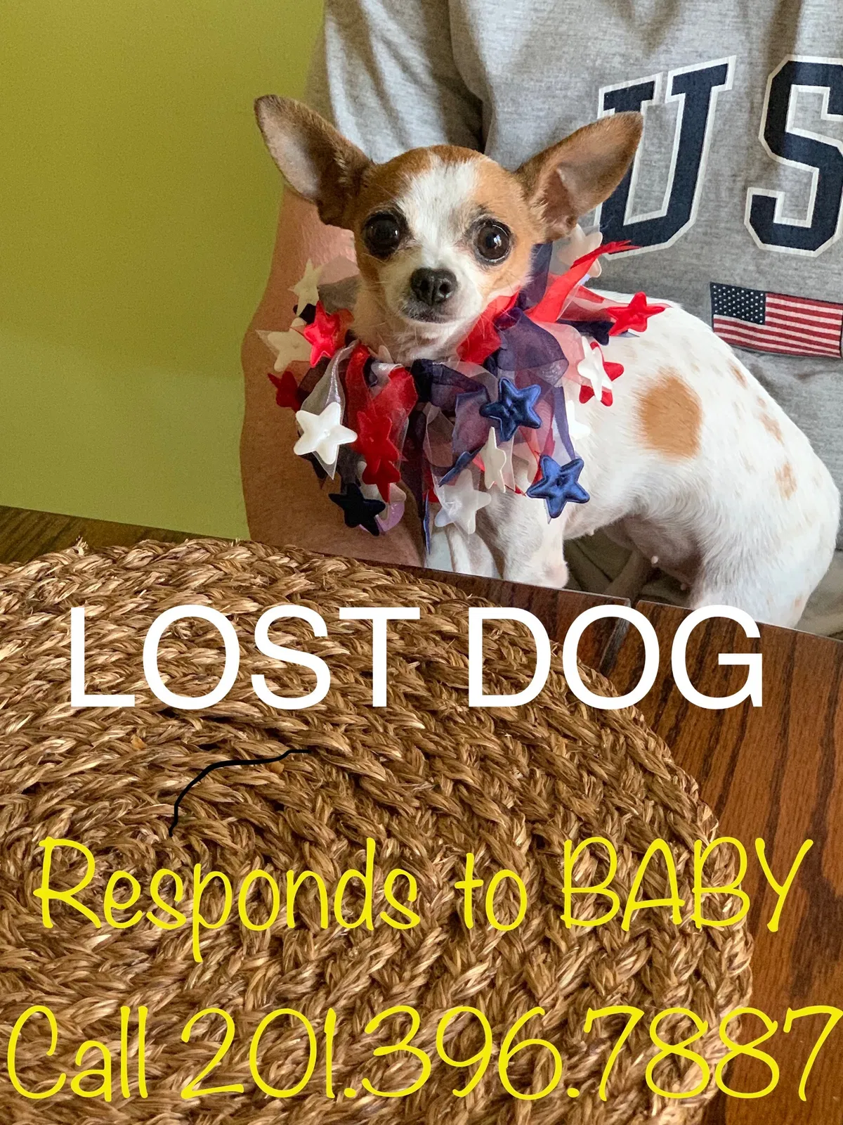 Lost dog in Wayne, NJ, 7470