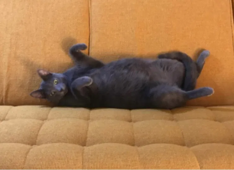 Lost cat in Santa Cruz, CA, 95060