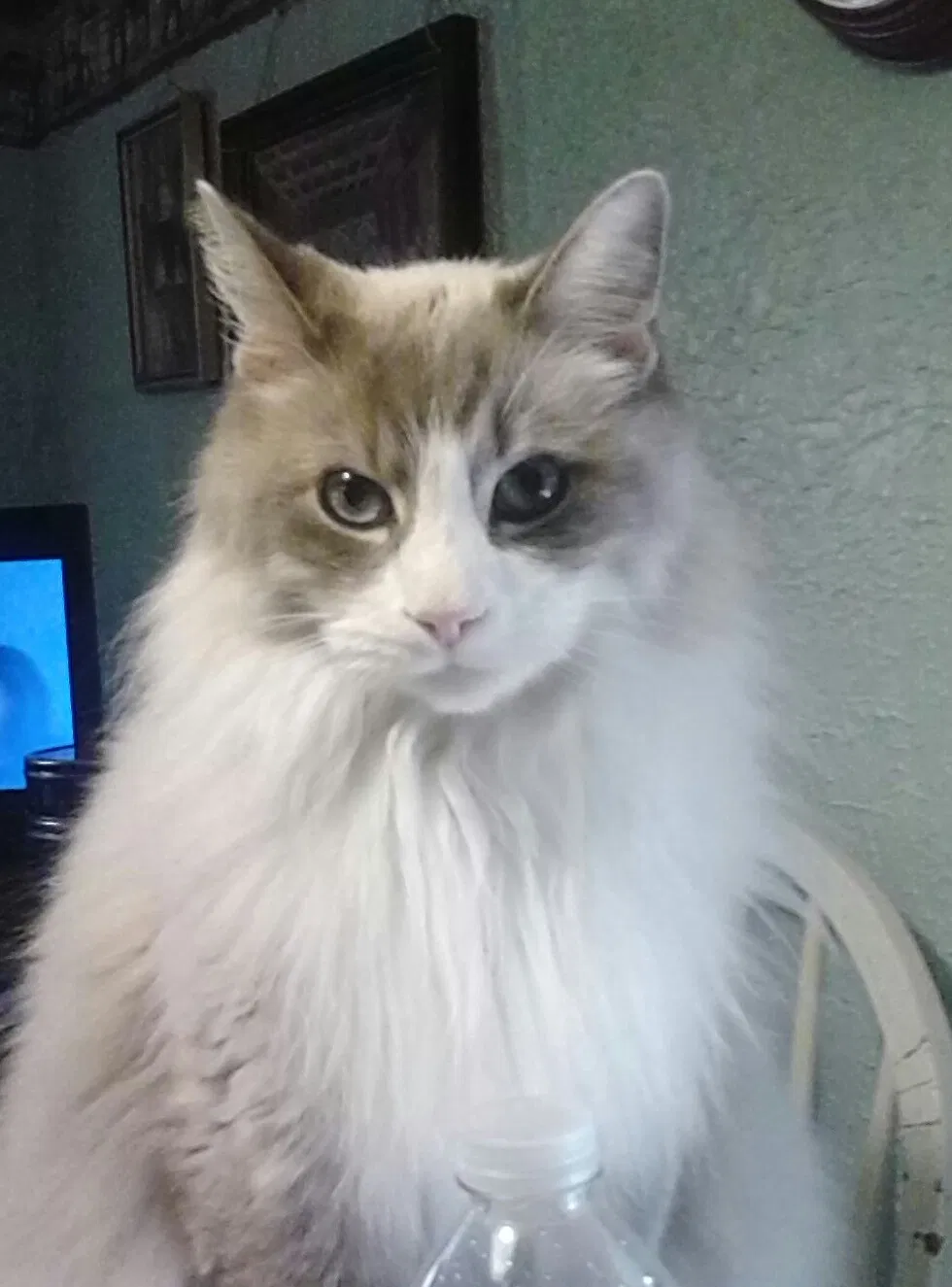 Lost cat in Newburgh, IN, 47630