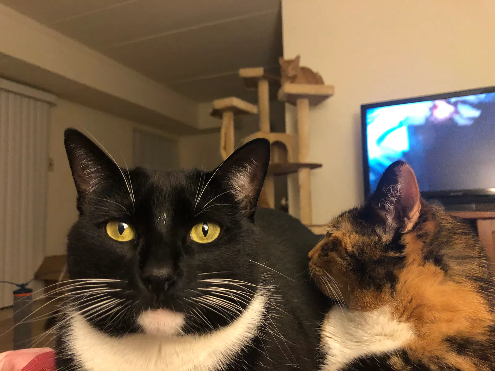 Lost cat in Horsham, PA, 19044