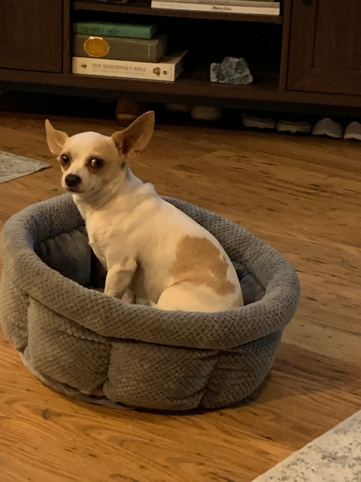 Lost dog in Fort Myers, FL, 33901