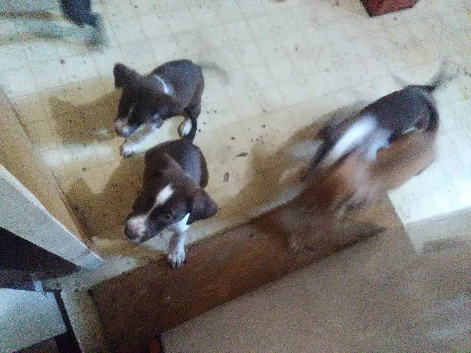 Found dog in Tahlequah, OK, 74464