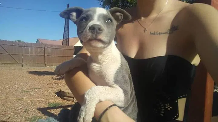 Lost dog in Phoenix, AZ, 85009