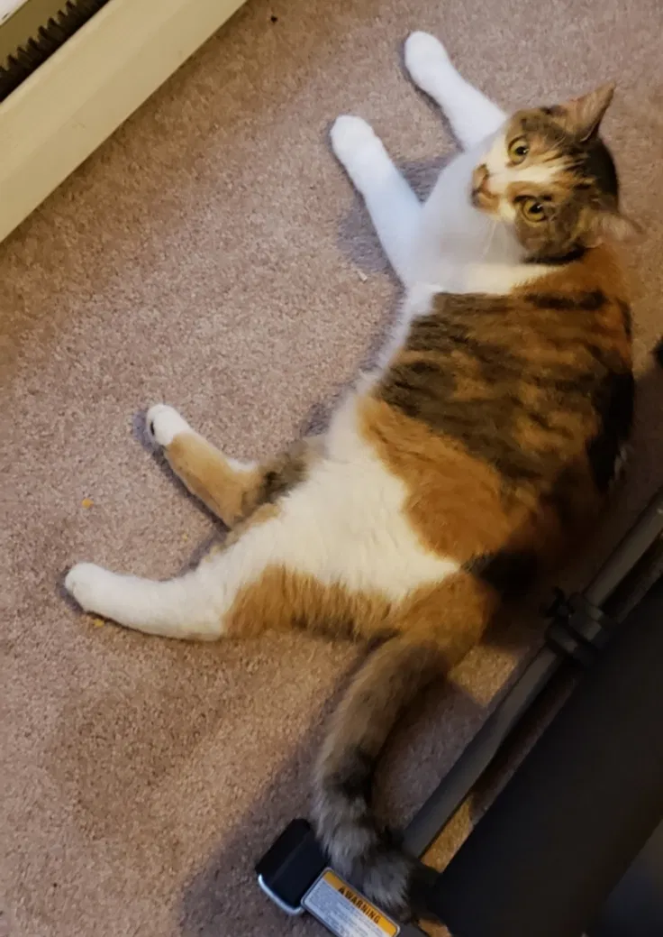 Lost cat in Minneapolis, MN, 55431