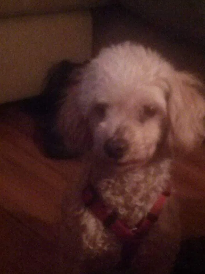 Lost dog in Chicago, IL, 60621