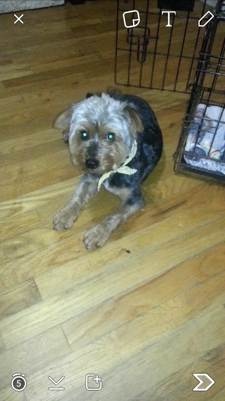 Lost dog in Temple, GA, 30179