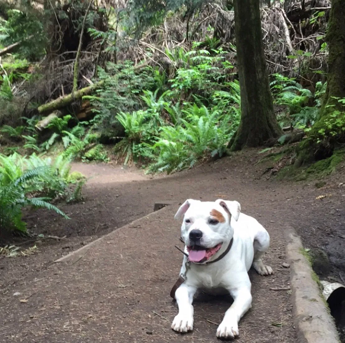 Lost dog in Bellingham, WA, 98229