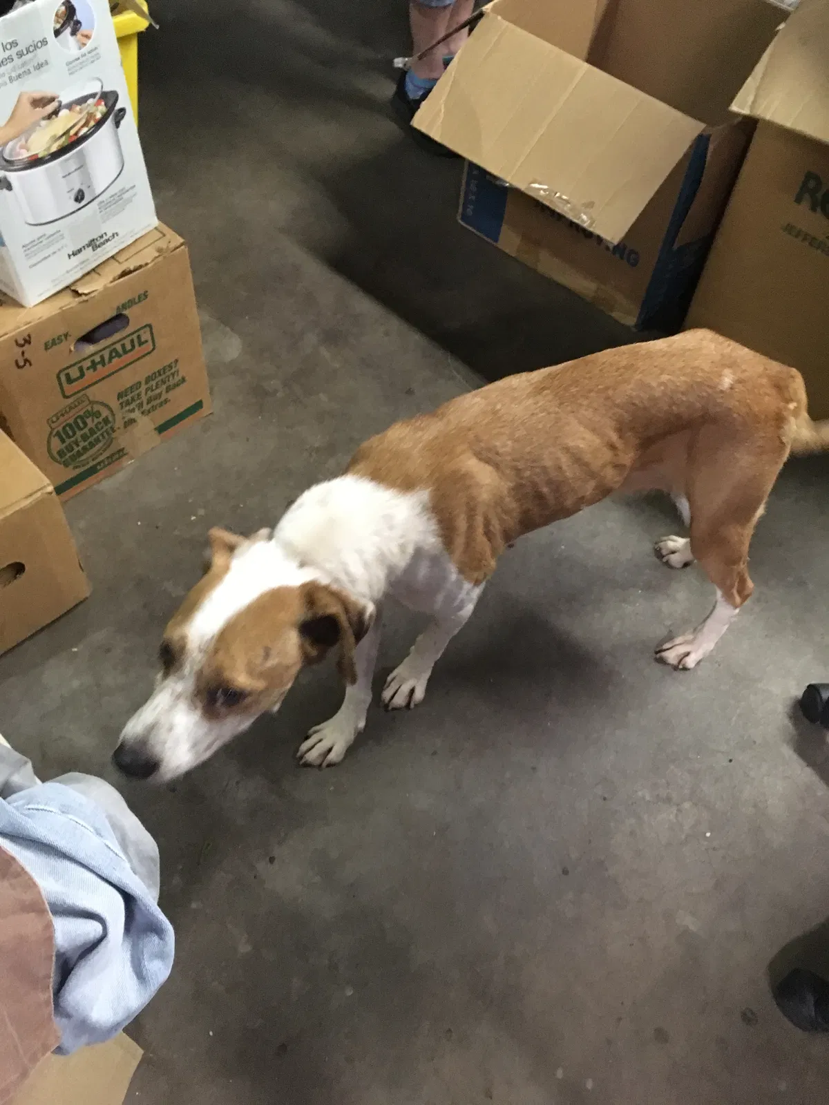 Lost dog in Midland, TX, 79706