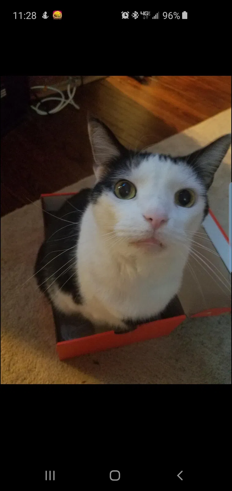 Lost cat in Pittsburgh, PA, 15202