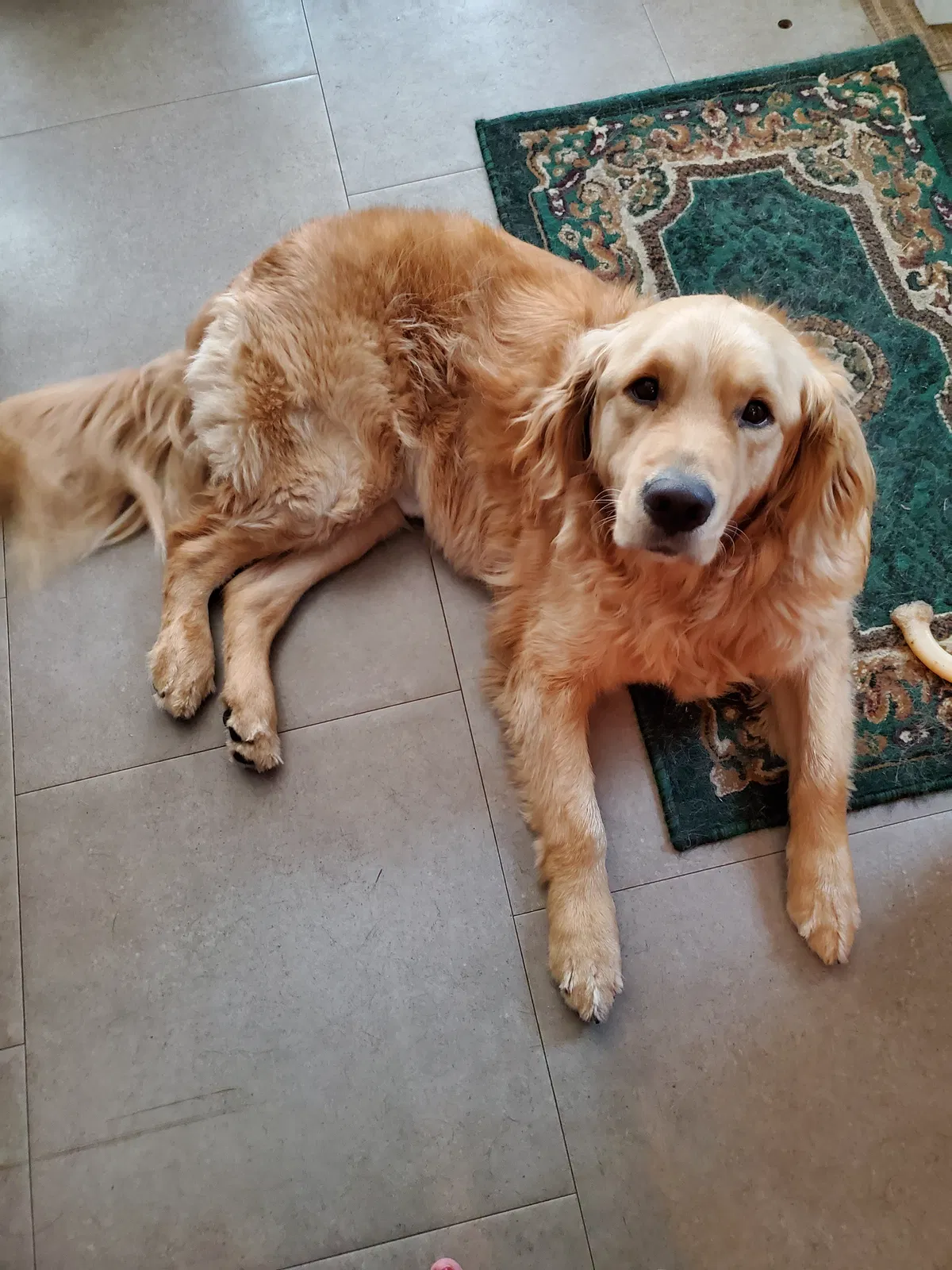 Lost dog in Vancouver, WA, 98662