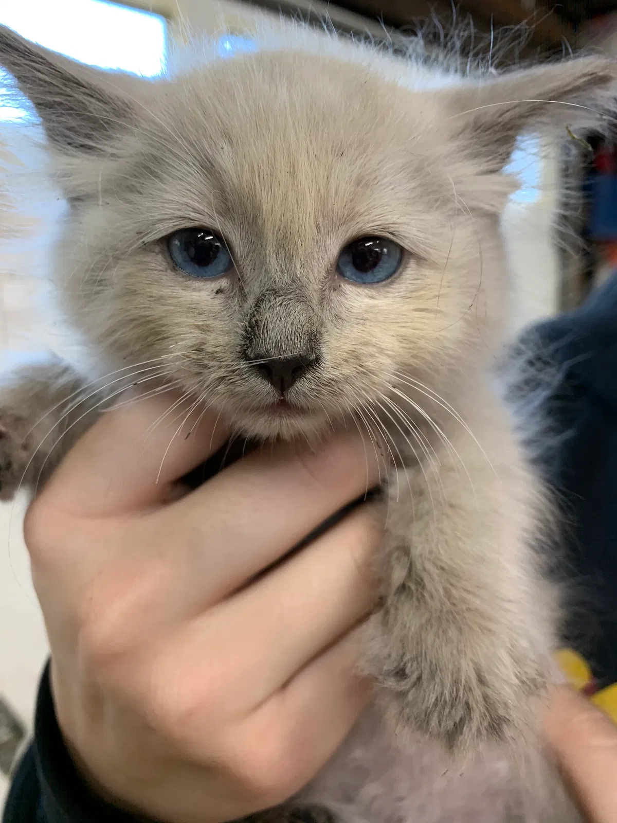 Found cat in Arcadia, CA, 91006
