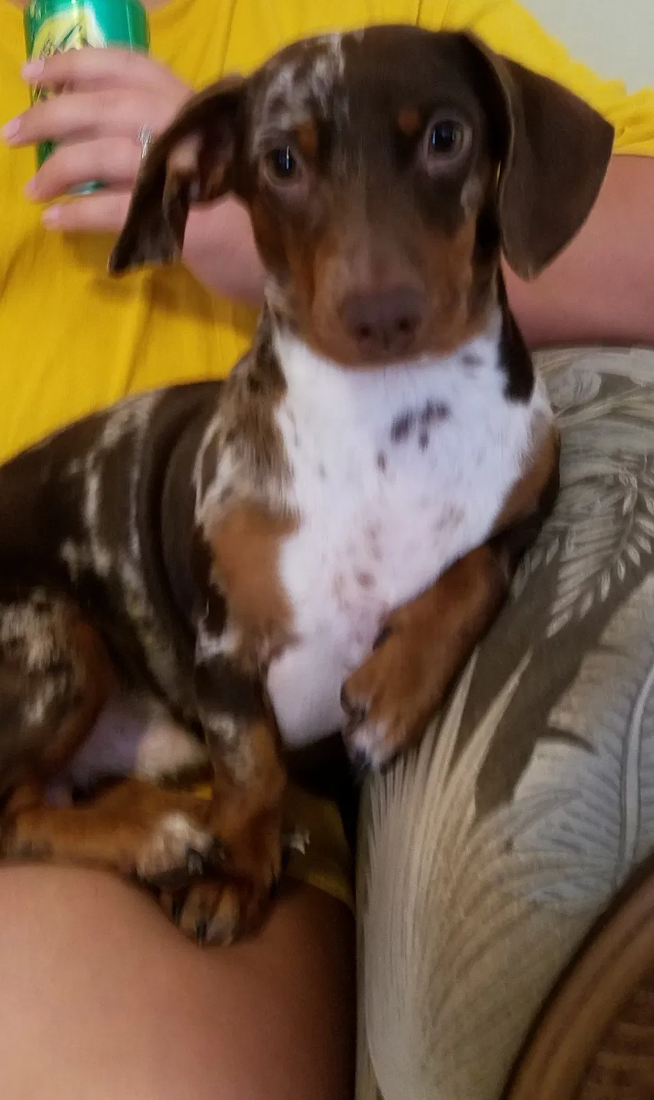 Lost dog in Riverside, AL, 35135