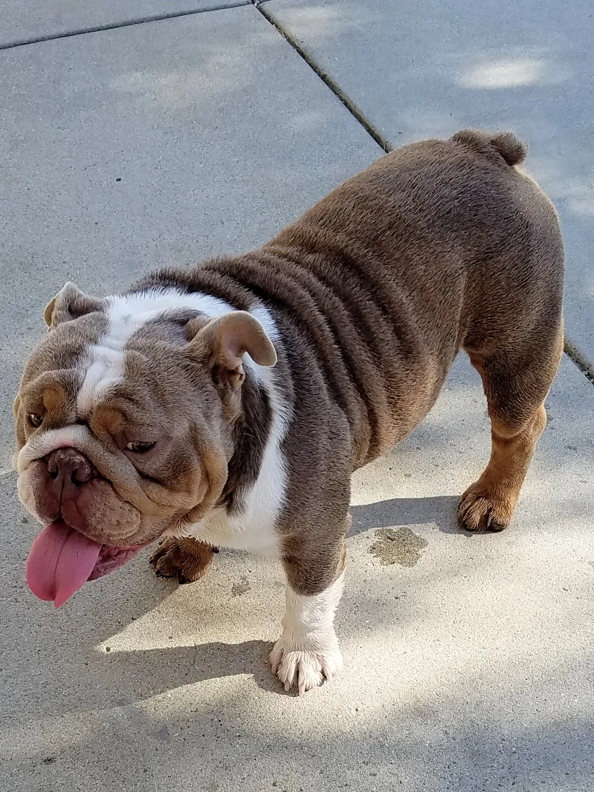 Lost dog in Valley Center, CA, 92082