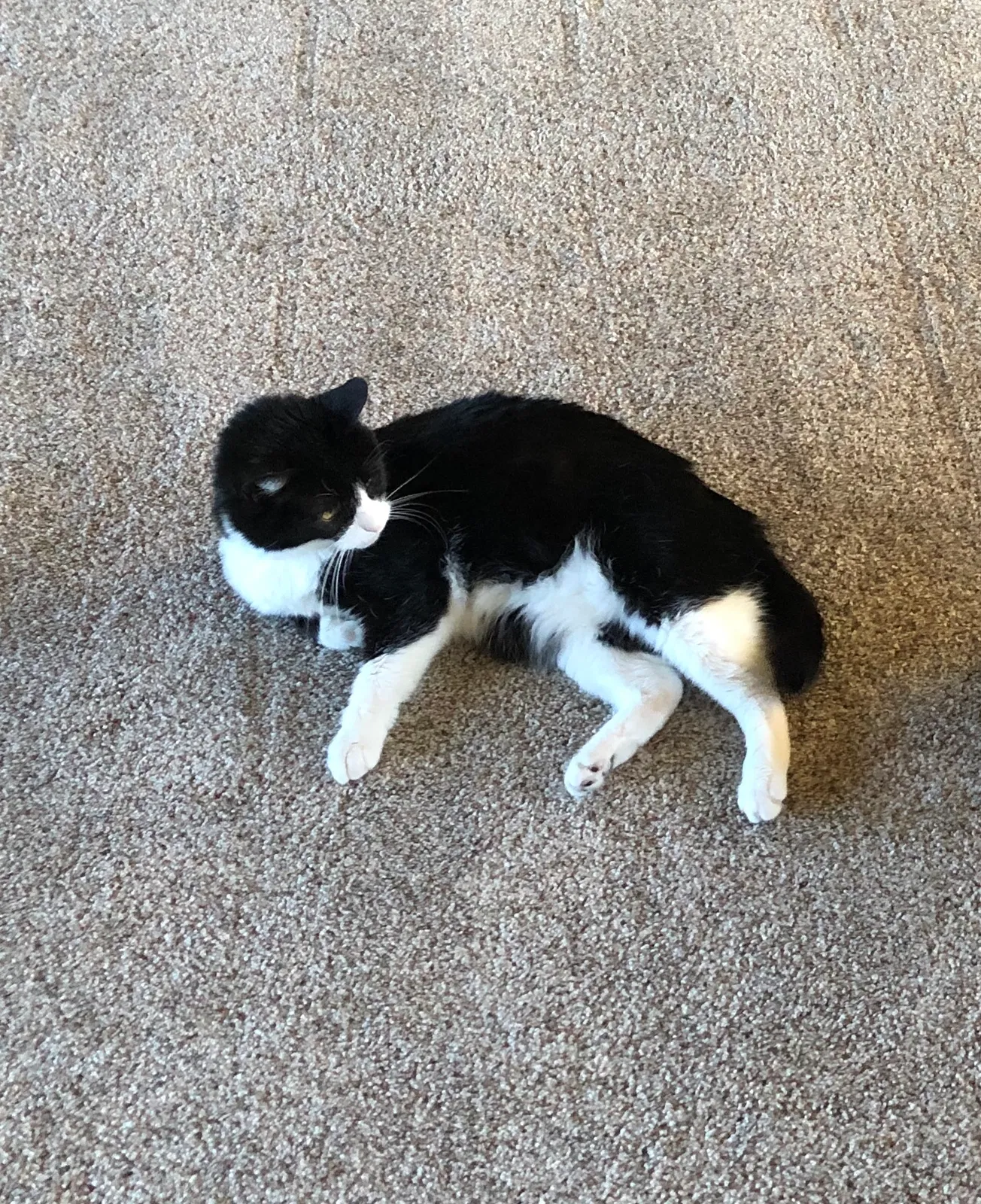 Lost cat in Broomfield, CO, 80021