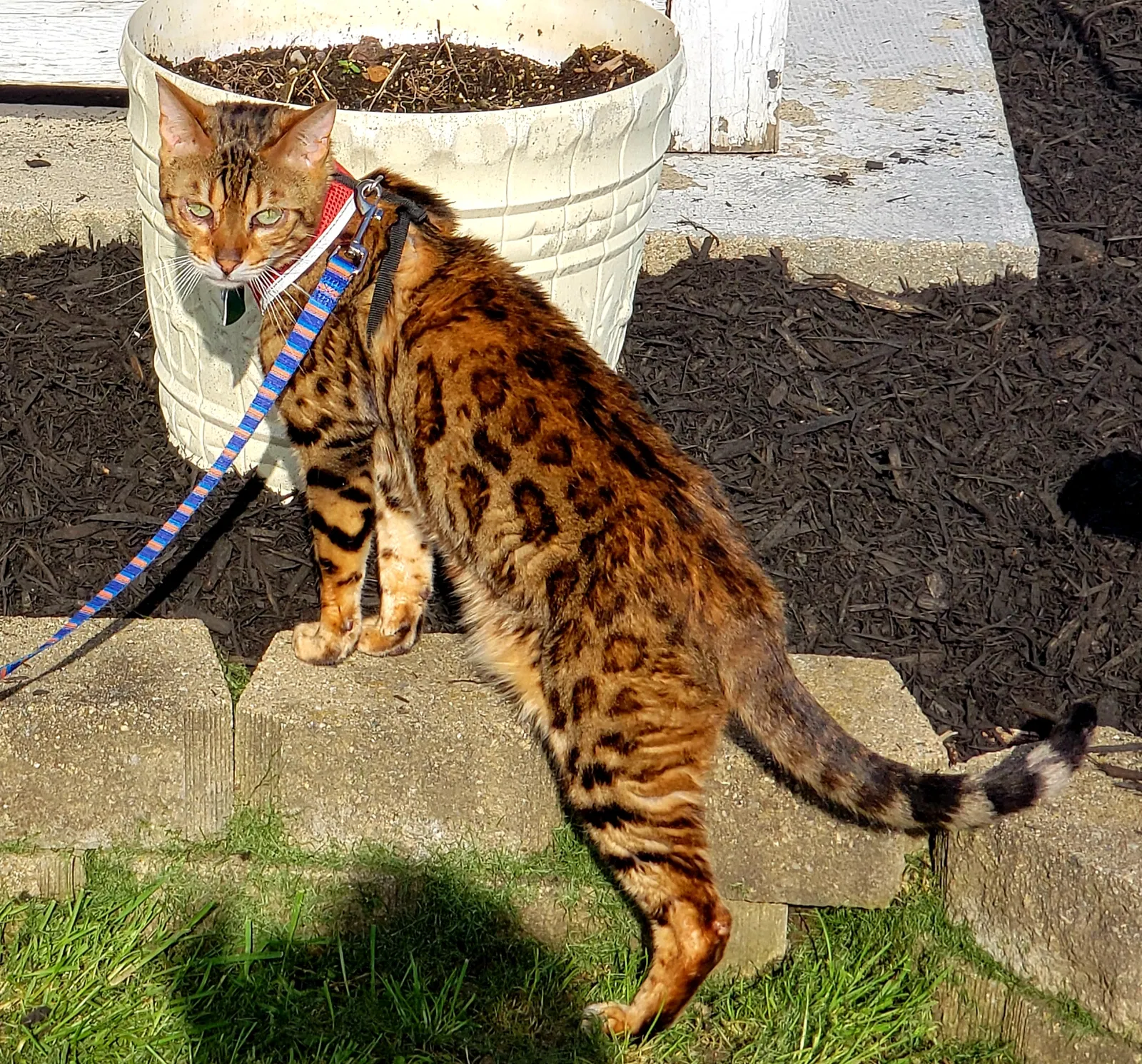 Lost cat in Beaverdam, OH, 45808