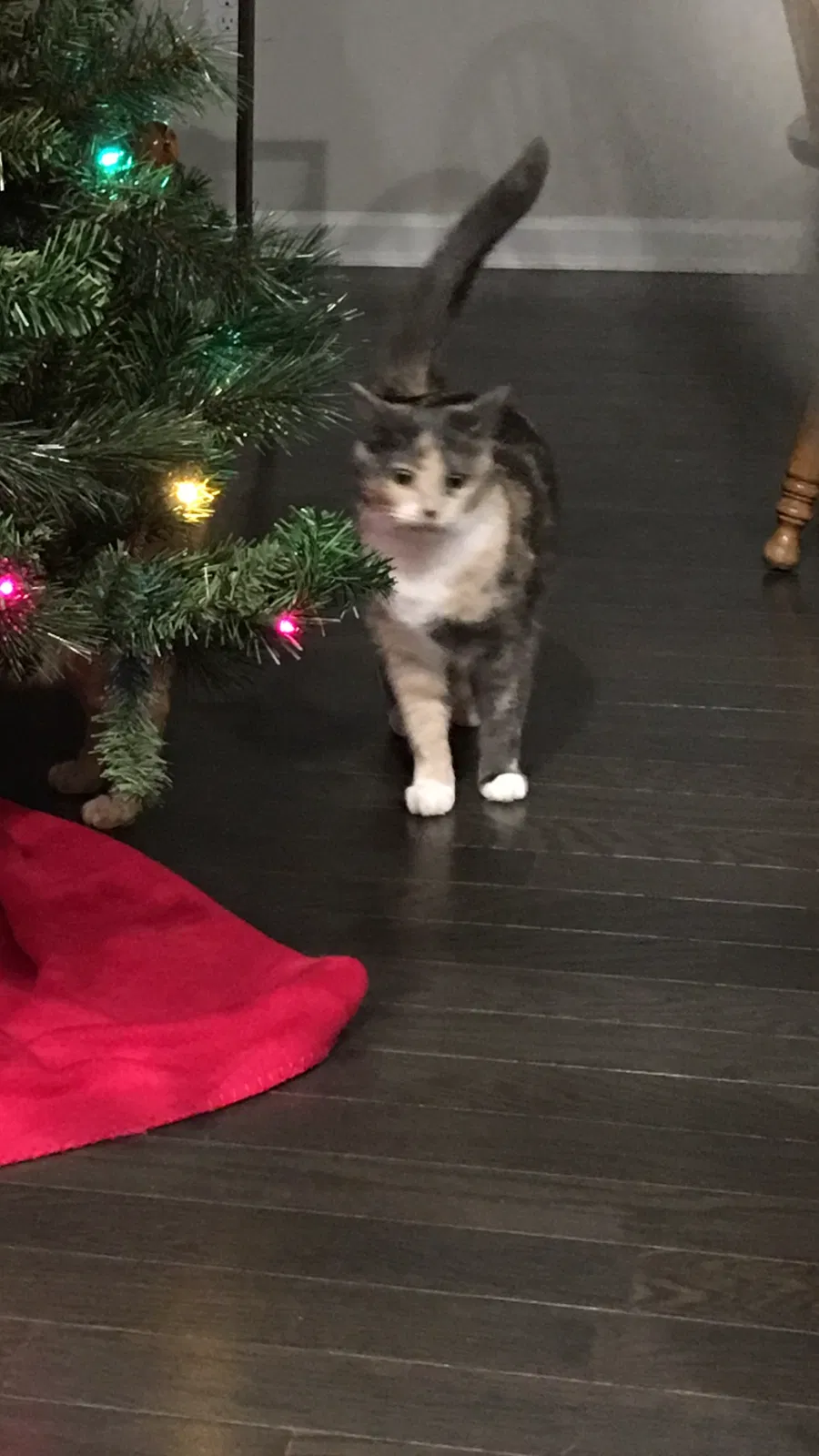 Lost cat in Unknown, GA, 3
