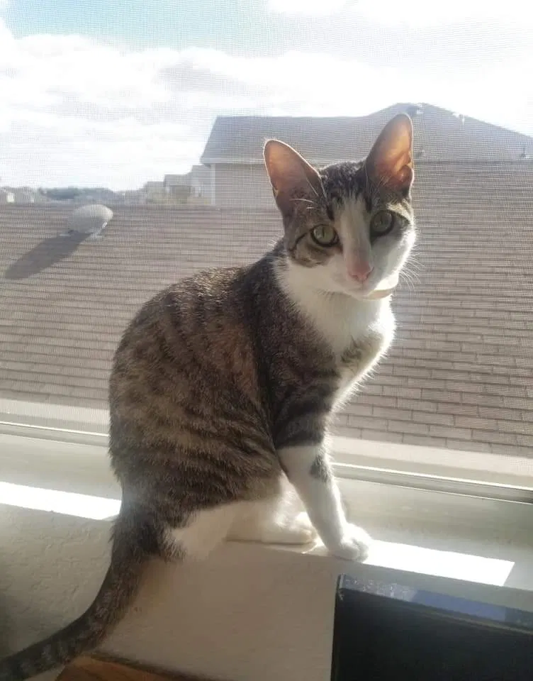 Lost cat in Fort Lauderdale, FL, 33309