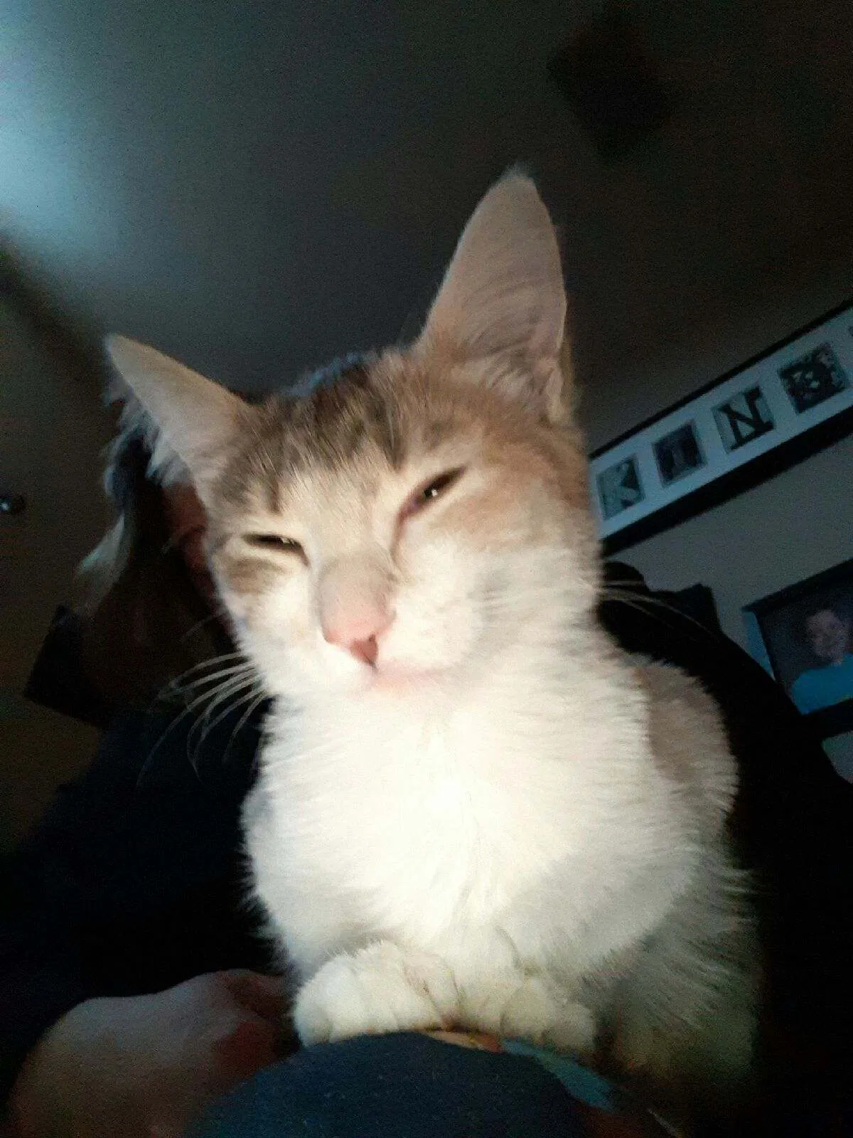 Lost cat in Saint Paul, MN, 55110