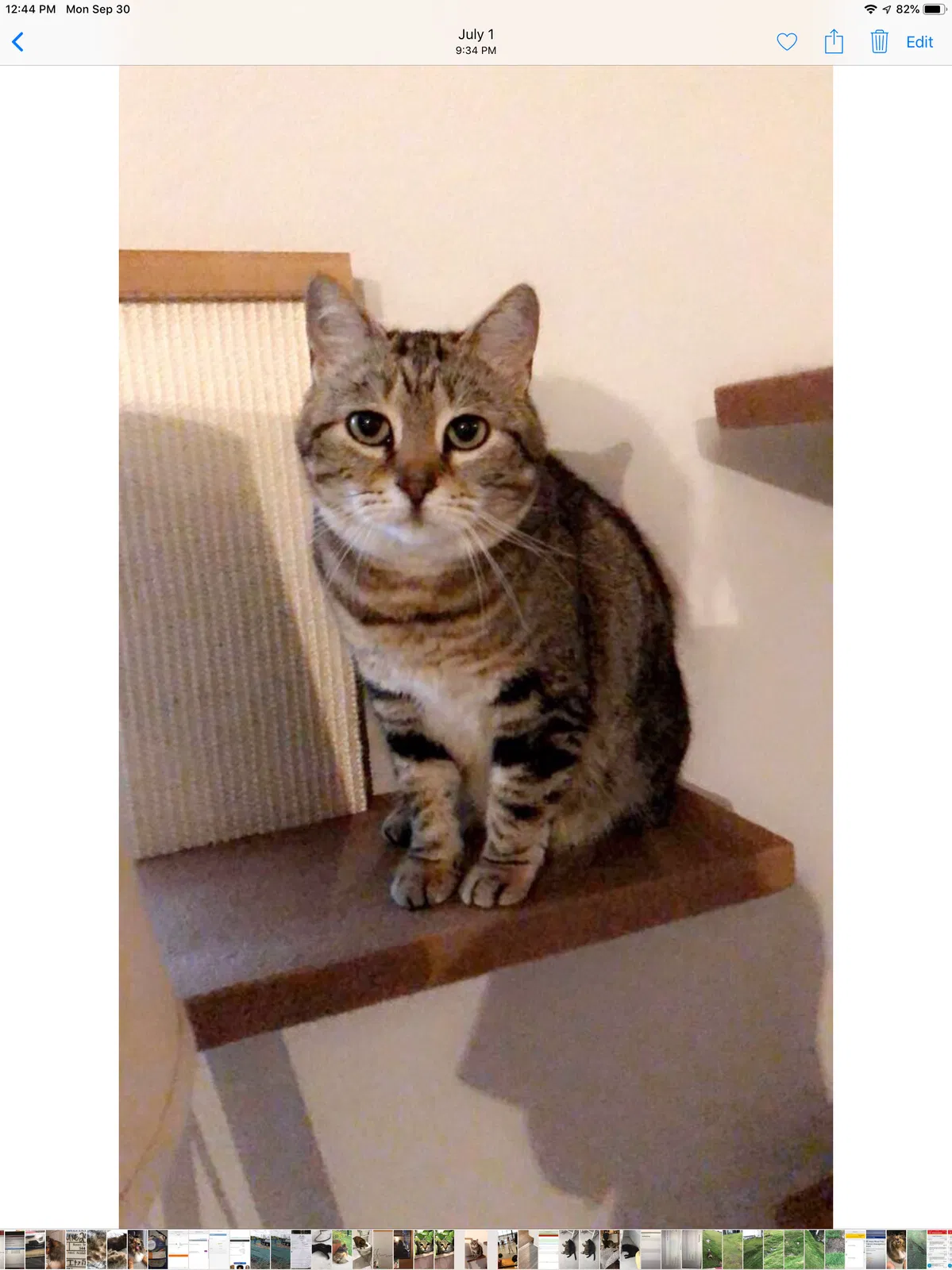 Lost cat in Pflugerville, TX, 78660