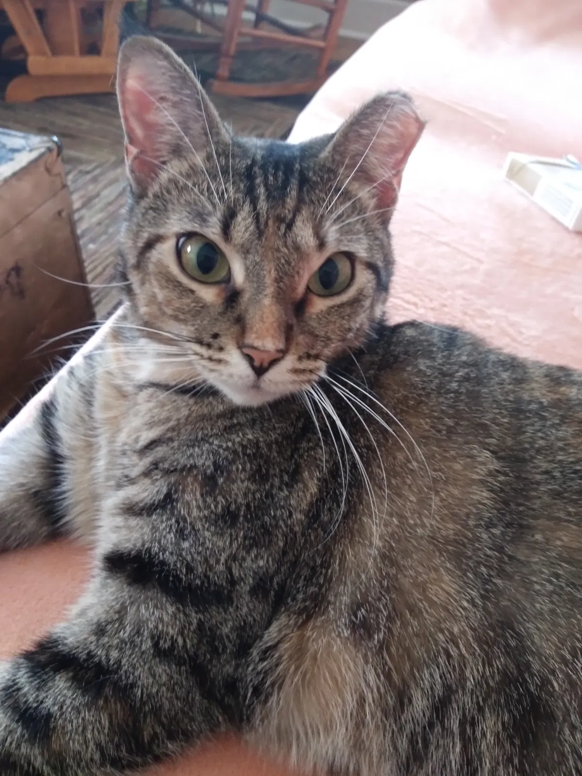 Lost cat in Louisville, KY, 40207