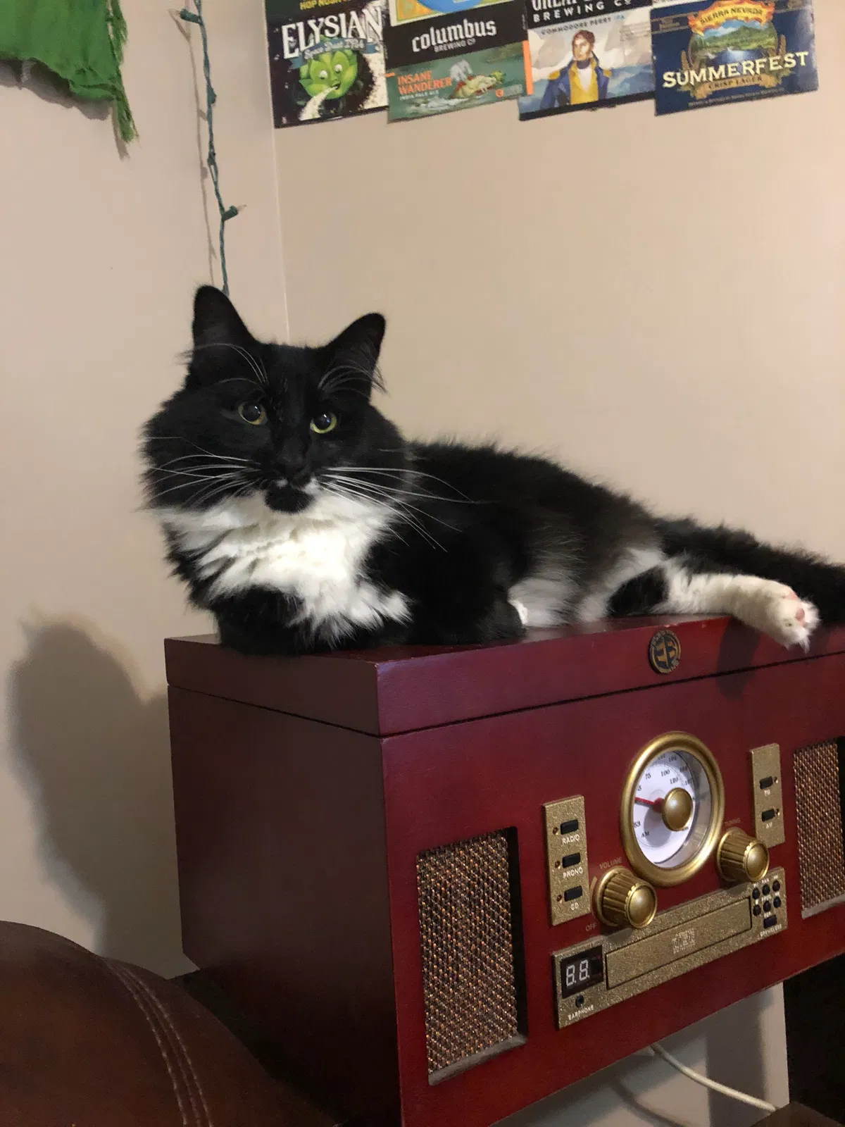 Lost cat in Columbus, OH, 43202