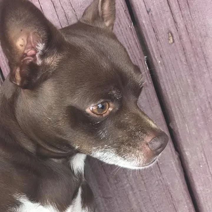 Lost dog in Gastonia, NC, 28052