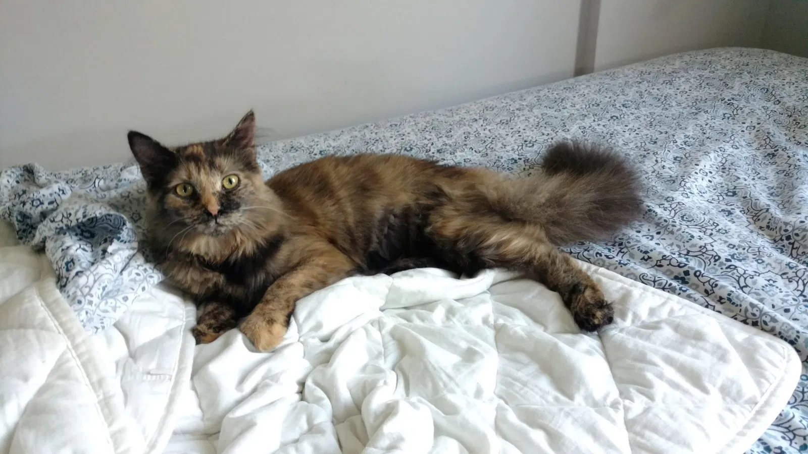 Lost cat in Cleveland, OH, 44121
