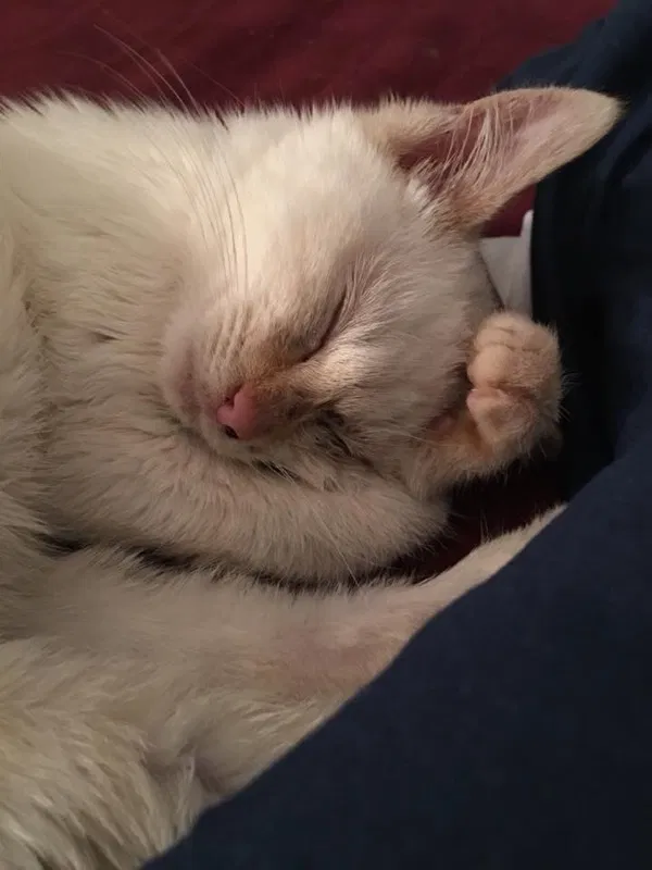 Lost cat in Columbus, OH, 43231