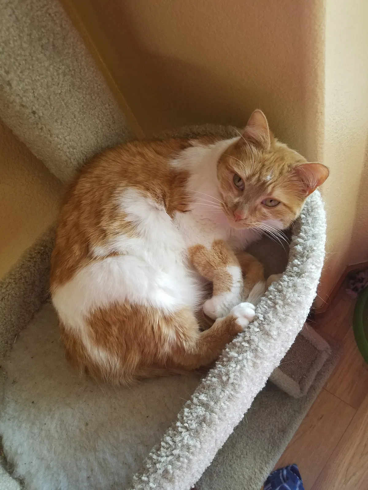 Lost cat in Colorado Springs, CO, 80911