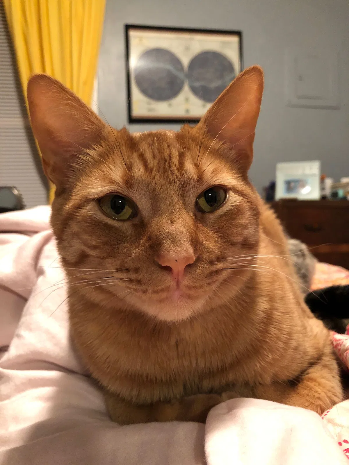 Lost cat in Roanoke, VA, 24015