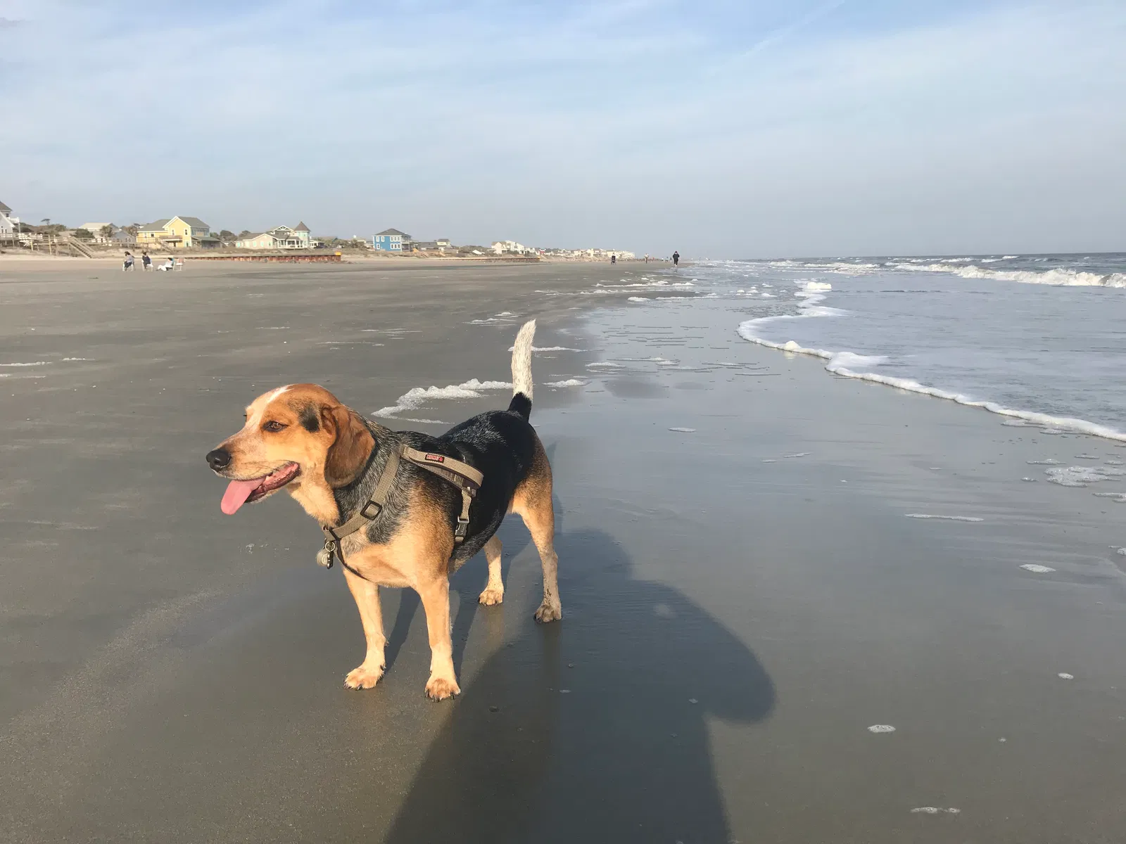 Lost dog in Elm City, NC, 27822