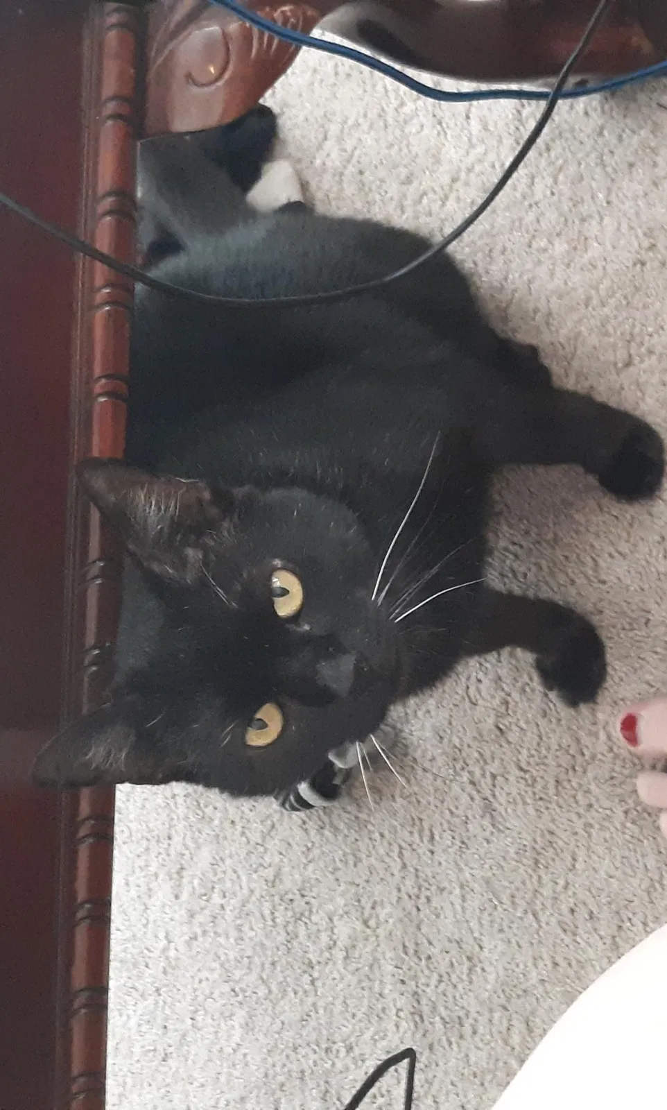 Lost cat in Hephzibah, GA, 30815