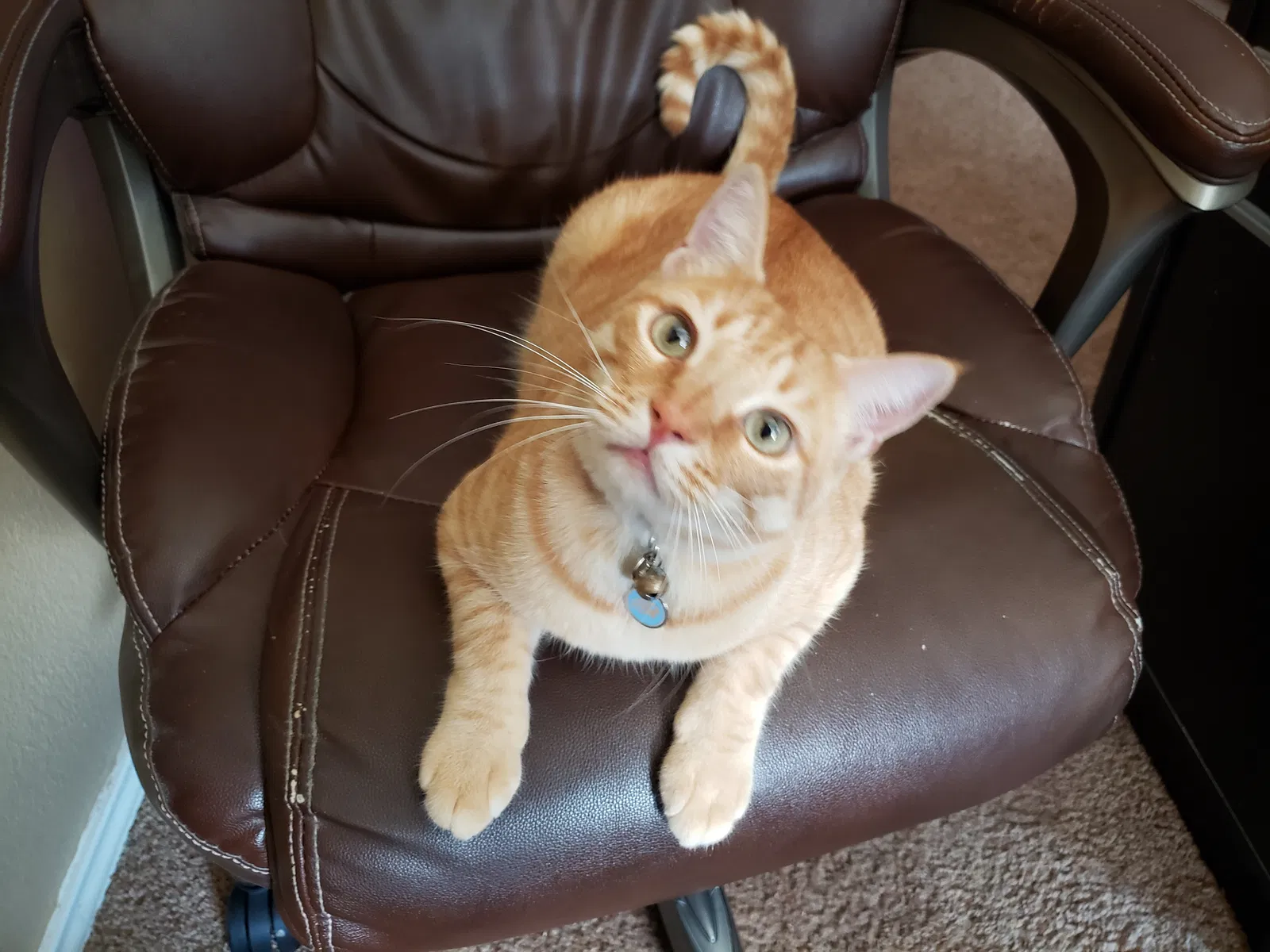 Lost cat in Helotes, TX, 78023