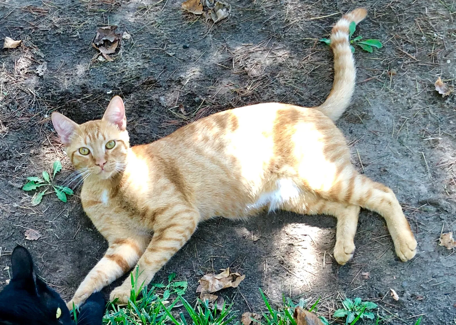 Lost cat in Modesto, CA, 95351