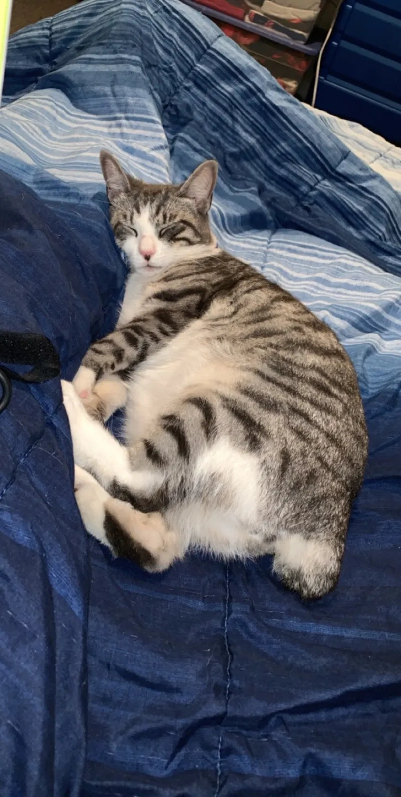 Lost cat in Kissimmee, FL, 34759