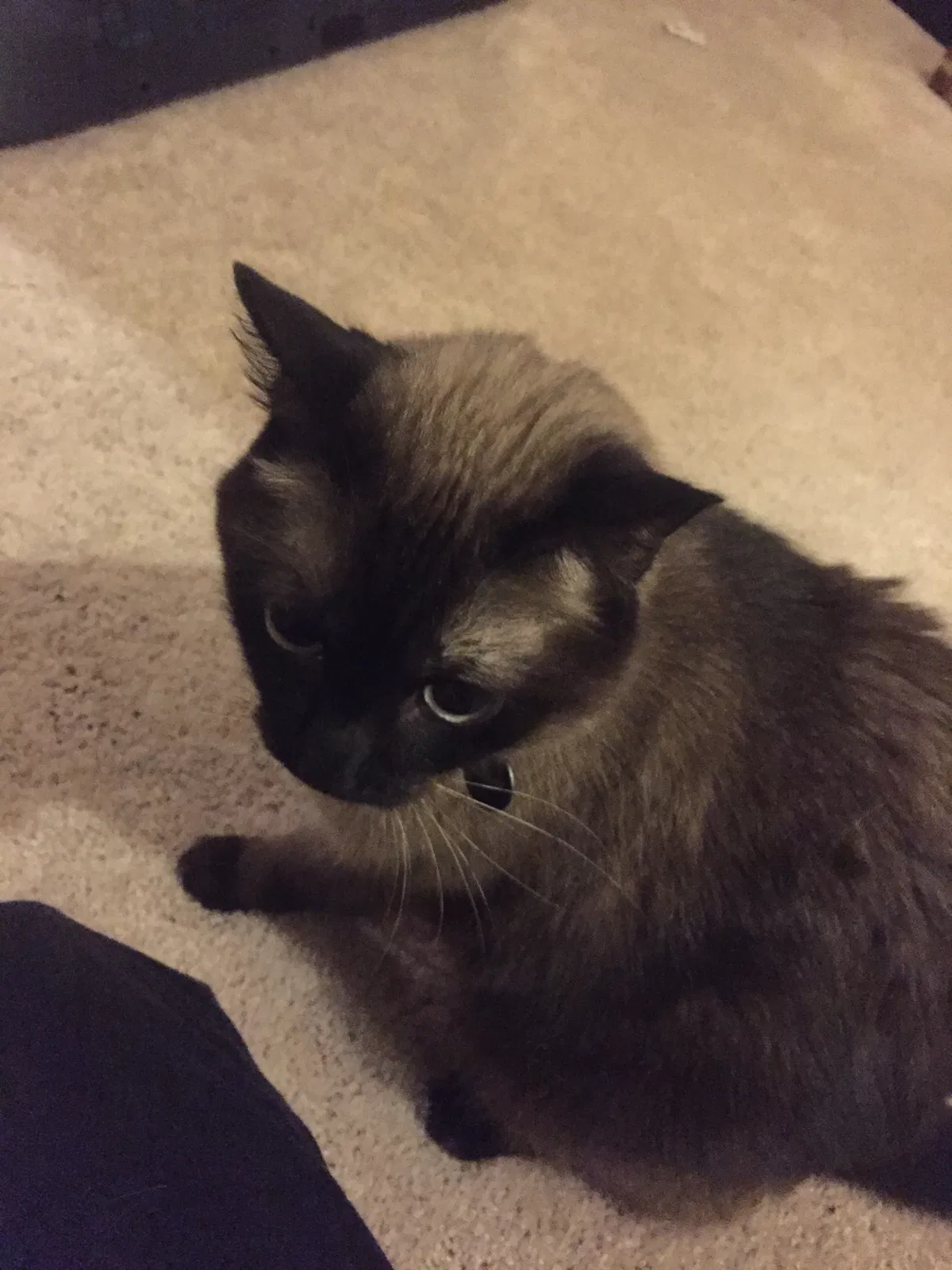 Lost cat in Grand Saline, TX, 75140