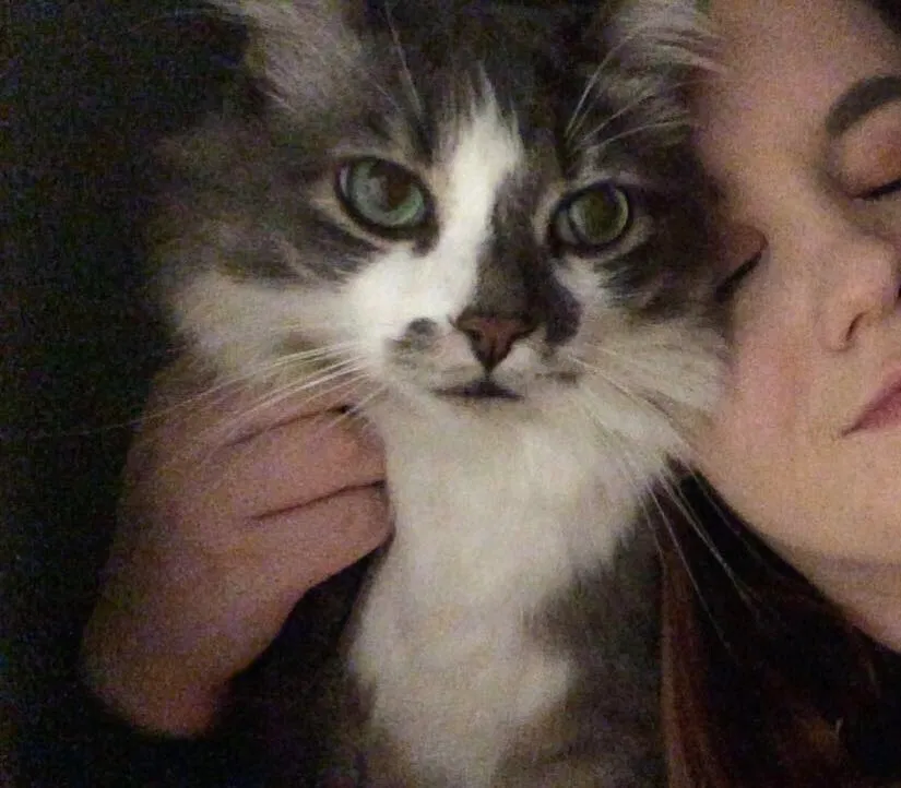 Lost cat in Unknown, CA, 0