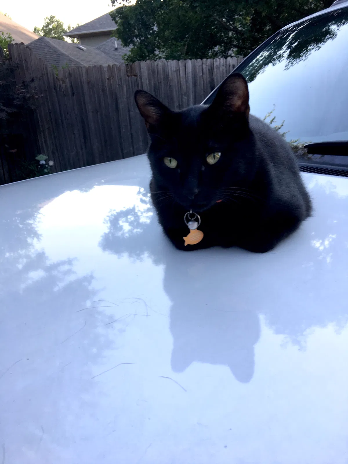Lost cat in Arlington, TX, 76017