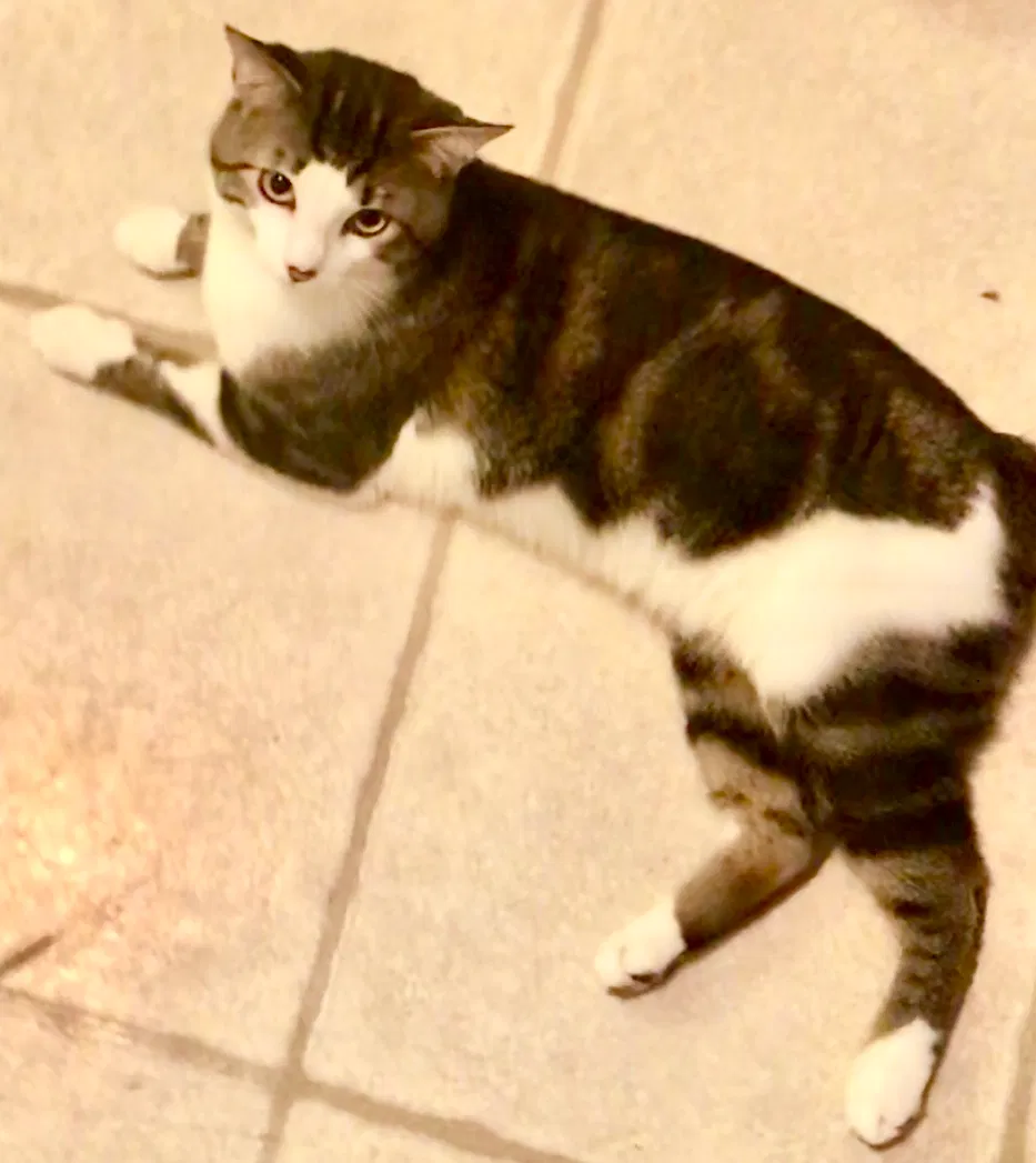 Lost cat in Little River Academy, TX, 76554