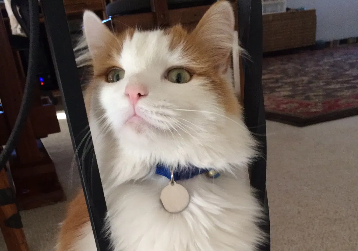 Lost cat in Albuquerque, NM, 87111