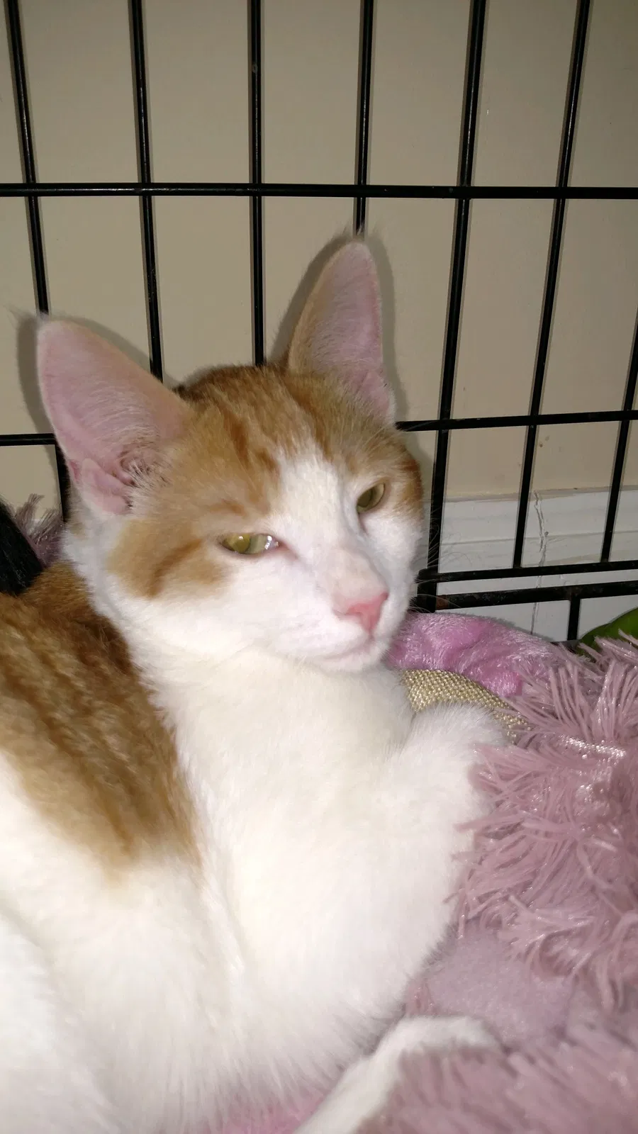 Lost cat in Pfafftown, NC, 27040
