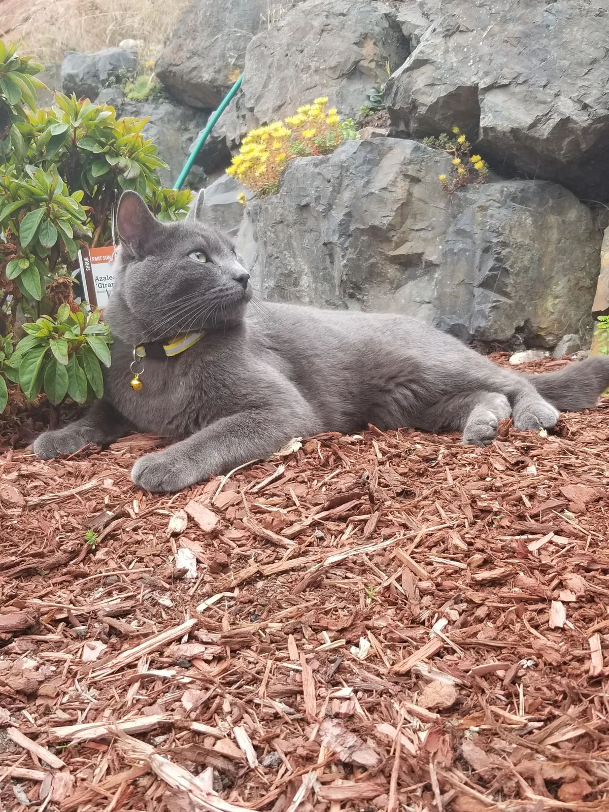 Lost cat in Seattle, WA, 98117