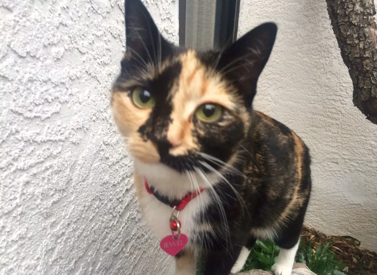 Lost cat in Albuquerque, NM, 87111